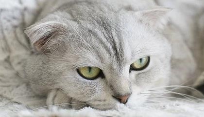 如何在线查询一个人的婚姻状况?